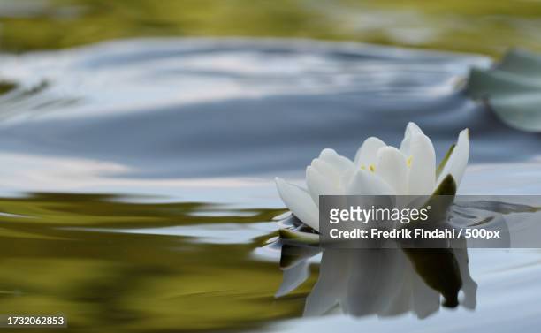 close-up of water lily in lake - blomma stock pictures, royalty-free photos & images