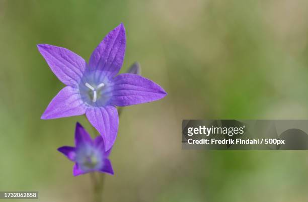 close-up of purple flowering plant - blomma stock pictures, royalty-free photos & images