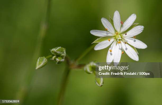 close-up of white flowering plant - blomma stock pictures, royalty-free photos & images