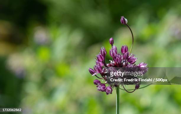 close-up of purple flowering plant - blomma stock pictures, royalty-free photos & images