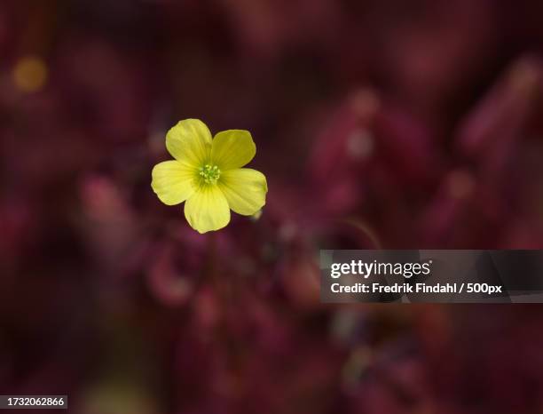 close-up of yellow flowering plant - blomma stock pictures, royalty-free photos & images