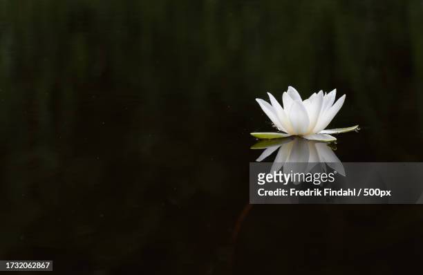 close-up of white flower against lake - blomma stock pictures, royalty-free photos & images