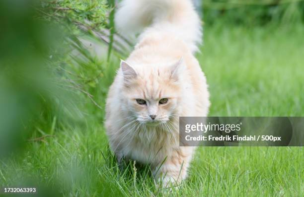 portrait of cat on grass - vänskap stock pictures, royalty-free photos & images