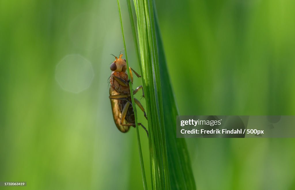 Insectpg Closeup Of Insect On Plant High-Res Stock Photo - Getty Images
