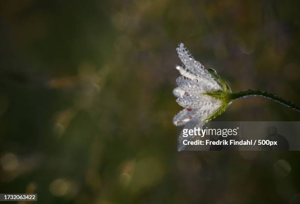 close-up of wet plant - blomma stock pictures, royalty-free photos & images