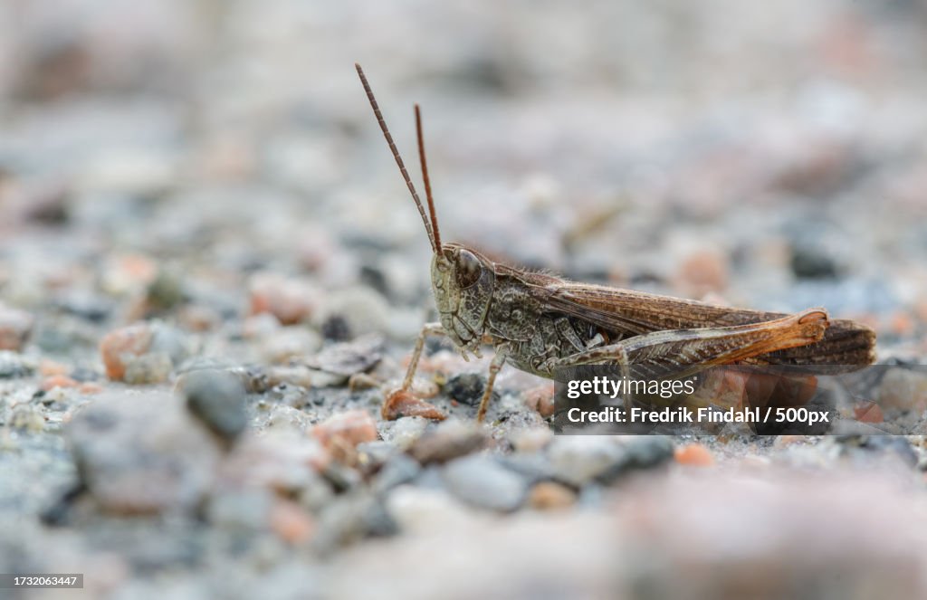 Close-up of insect on rock