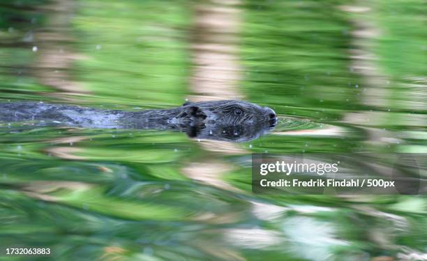 close-up of bird swimming in lake - vildmark stock-fotos und bilder