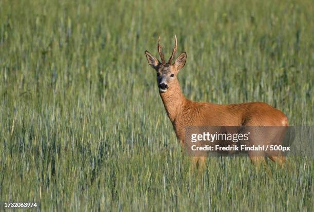 side view of roe red deer standing on field - vildmark stock-fotos und bilder