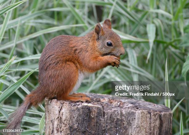 close-up of squirrel on wood - vildmark stock-fotos und bilder