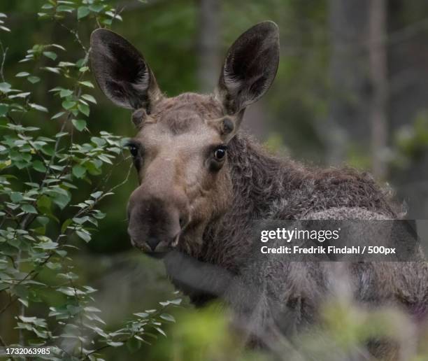 close-up of mule deer in forest - vildmark stock-fotos und bilder