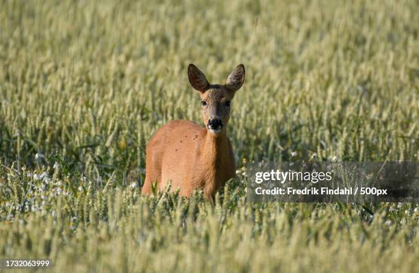 portrait of roe deer sitting on grassy field - vildmark stock-fotos und bilder