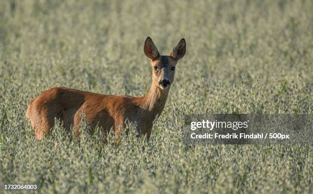 portrait of roe deer standing on field - vildmark stock-fotos und bilder