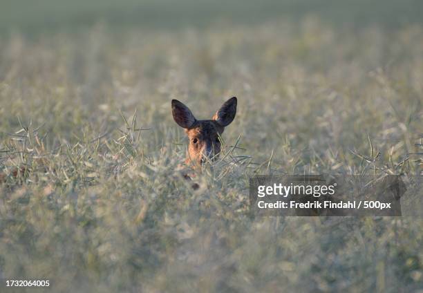 portrait of deer on field - vildmark stock-fotos und bilder