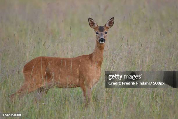 portrait of roe deer standing on field - vildmark stock-fotos und bilder