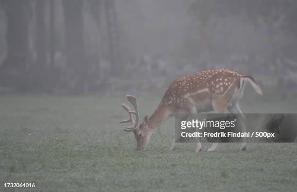side view of fallow axis deer standing on field - vildmark stock-fotos und bilder