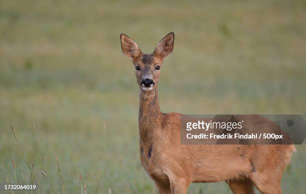 portrait of roe deer standing on field - vildmark stock-fotos und bilder