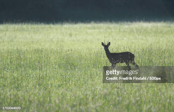 side view of roe deer standing on grassy field - vildmark stock-fotos und bilder