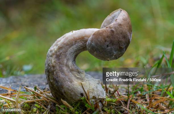 close-up of mushroom growing on field - närbild stock pictures, royalty-free photos & images