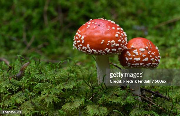 close-up of fly agaric mushroom on field - närbild stock pictures, royalty-free photos & images