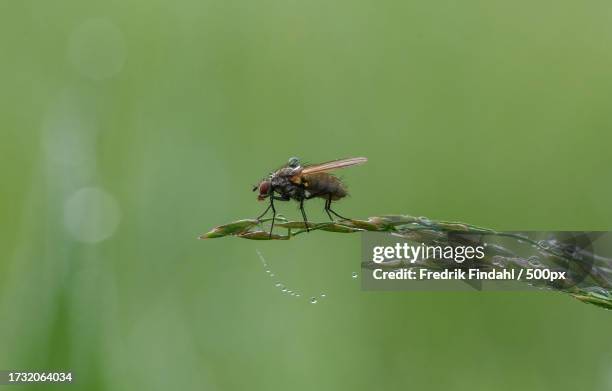 close-up of dragonfly on twig - närbild stock pictures, royalty-free photos & images