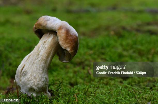 close-up of mushroom growing on field - närbild stockfoto's en -beelden