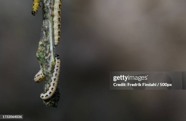 close-up of insect on plant - närbild stock pictures, royalty-free photos & images