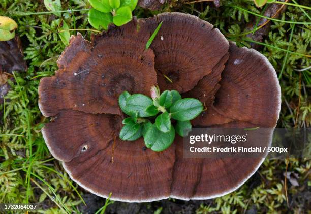 high angle view of plant growing on field - närbild stock pictures, royalty-free photos & images