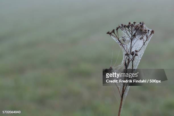 close-up of dry plant on field - närbild stock pictures, royalty-free photos & images