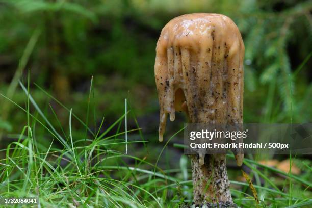 close-up of mushroom growing on field - närbild stockfoto's en -beelden