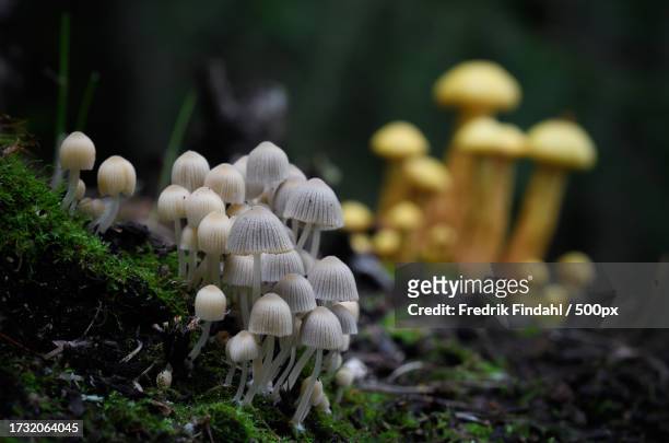close-up of mushrooms growing on field - närbild fotografías e imágenes de stock