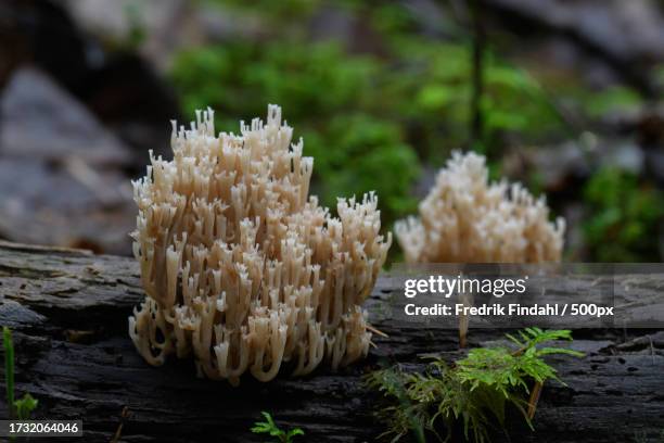 close-up of mushrooms growing on tree trunk - närbild stock pictures, royalty-free photos & images