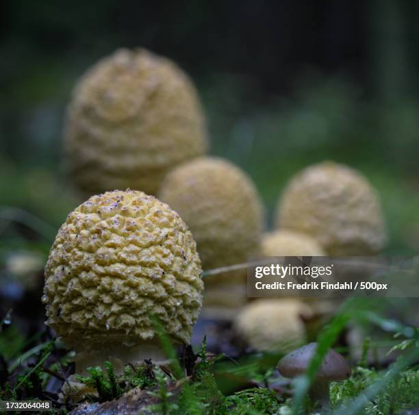 close-up of mushrooms growing on field - närbild stockfoto's en -beelden