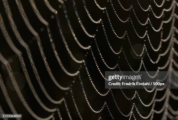 full frame shot of wet spider web - närbild stock pictures, royalty-free photos & images