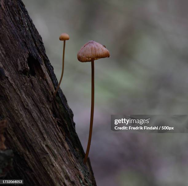 close-up of mushroom growing on tree trunk - närbild stockfoto's en -beelden