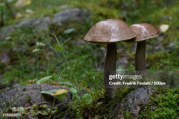 close-up of mushrooms growing on field - närbild fotografías e imágenes de stock