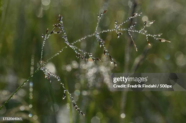 close-up of wet plant during rainy season - närbild fotografías e imágenes de stock