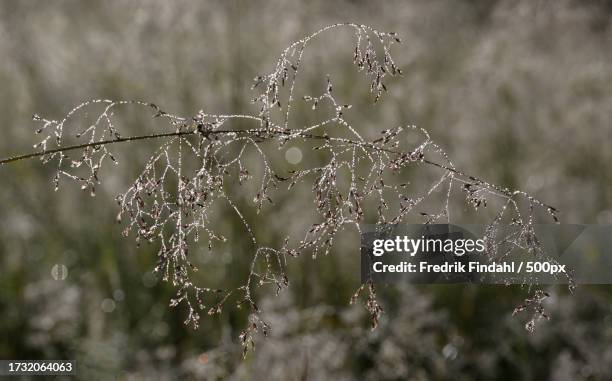 close-up of wet plant during winter - närbild fotografías e imágenes de stock