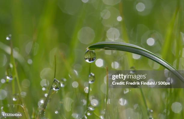 close-up of water drops on plant - närbild stockfoto's en -beelden