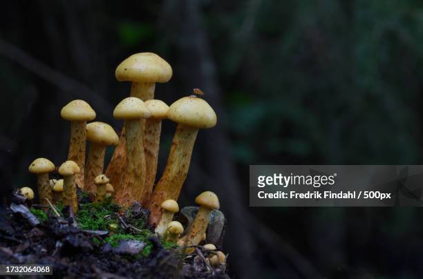 close-up of mushrooms growing on field - närbild stockfoto's en -beelden