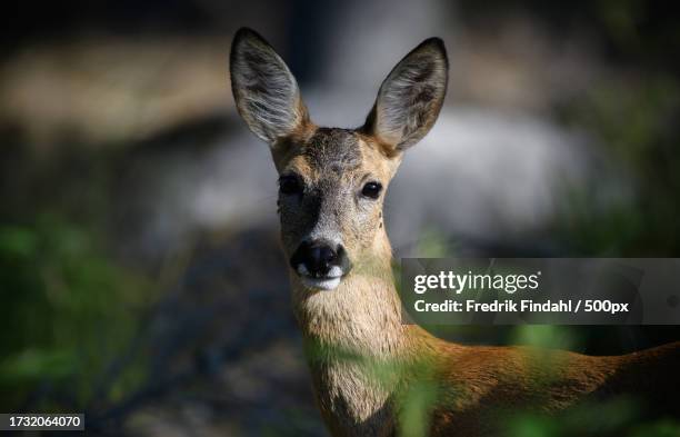 close-up portrait of roe deer - vildmark stock-fotos und bilder