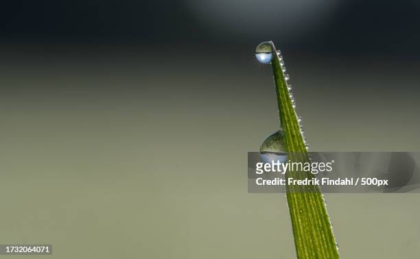 close-up of water drop on leaf - närbild fotografías e imágenes de stock