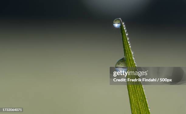 close-up of water drop on leaf - närbild stock pictures, royalty-free photos & images