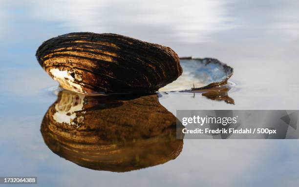 close-up of seashell in lake - närbild stock pictures, royalty-free photos & images