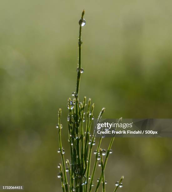 close-up of wet plant during rainy season - närbild stock pictures, royalty-free photos & images