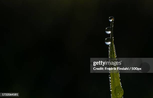 close-up of water drop on plant against black background - närbild stock pictures, royalty-free photos & images