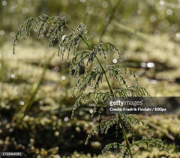 close-up of wet plant during rainy season - närbild stockfoto's en -beelden