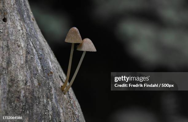 close-up of mushroom growing on tree trunk - närbild fotografías e imágenes de stock