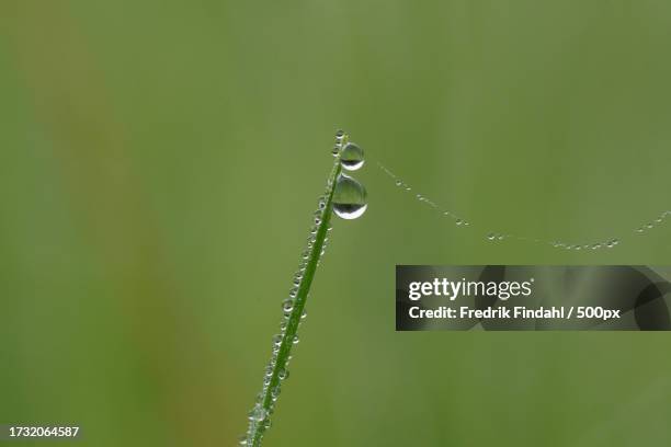 close-up of water drops on plant - närbild stockfoto's en -beelden