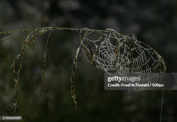 close-up of wet spider web - närbild fotografías e imágenes de stock