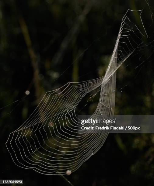 close-up of spider on web - närbild fotografías e imágenes de stock